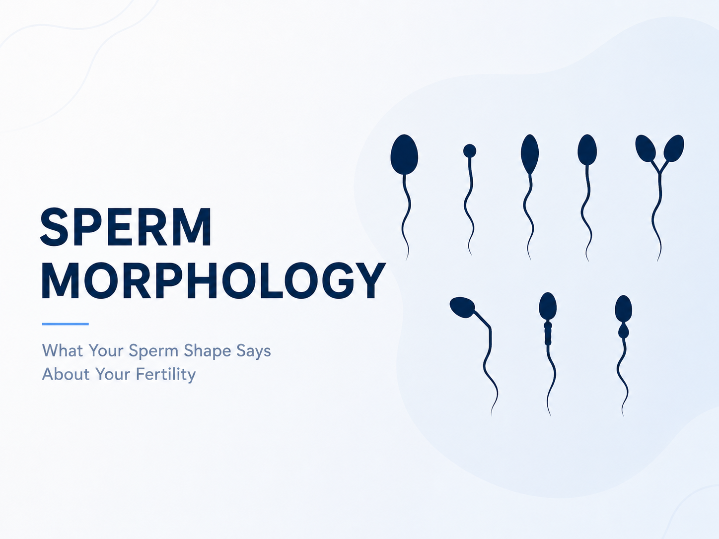 Understanding Normal Sperm Morphology Results