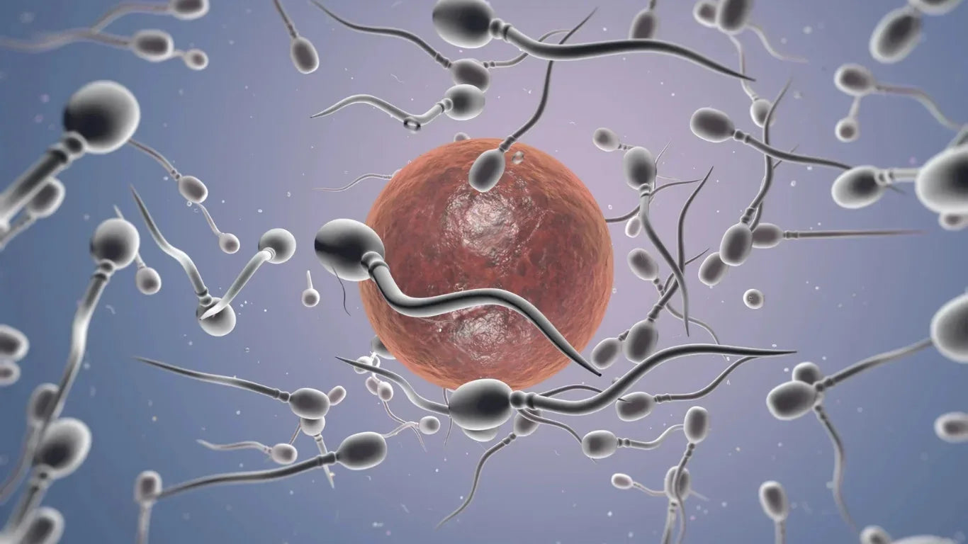 How At-Home Male Fertility Testing Works